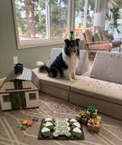 Birthday Unisex Grain-Free Dog Cookie Set – green Iced Bone & Cupcake