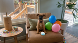 Birthday Boy Grain-Free Dog Cookie Set – Blue Iced Bone & Cupcake